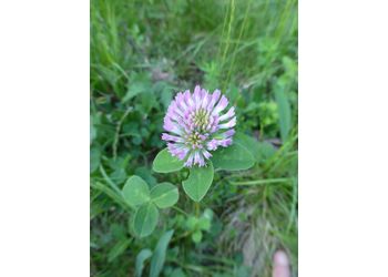 Wiesen-Klee (Trifolium pratense) - © Philipp Sengl